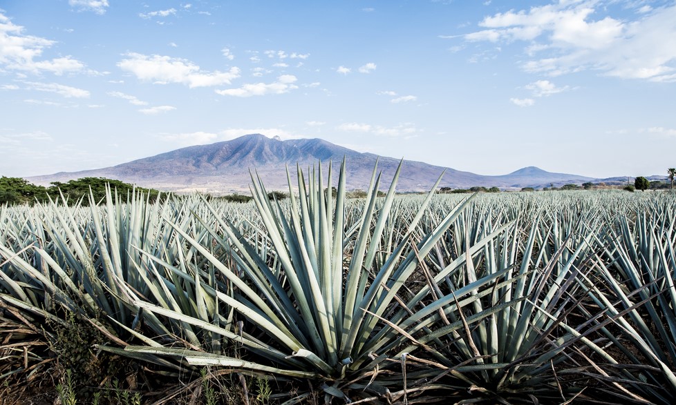 8/1. Tequila, Mezcal, Sotol
